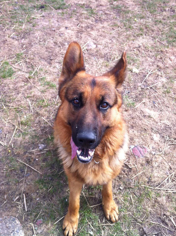 Dozer